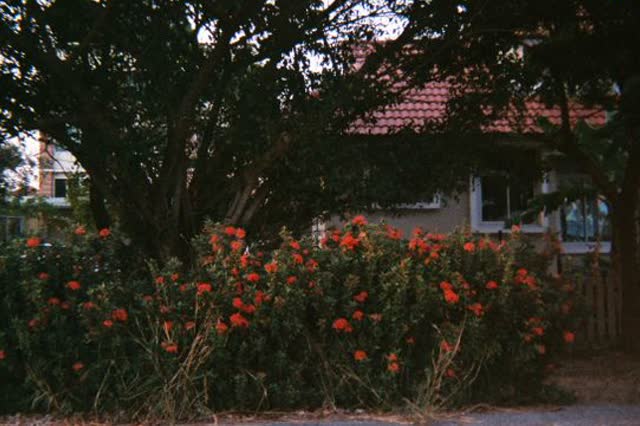 Red flowers in a planted front-yard bed