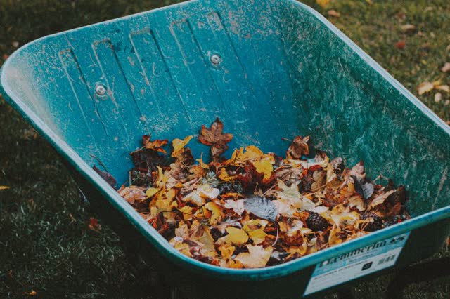 A wheelbarrow of collected autumn leaves on a lawn