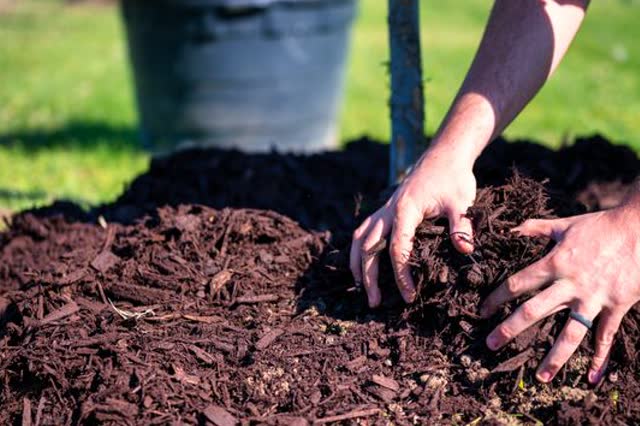 Hands planting in mulched garden soil