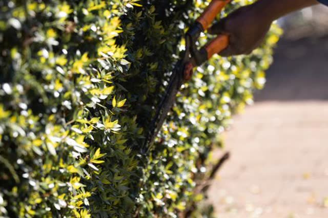 Hands trimming a hedge with shears